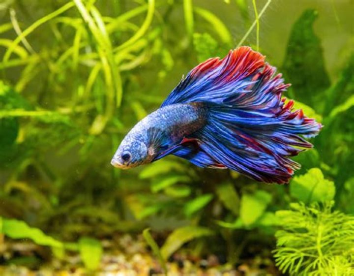 Will I see my pet in the afterlife?